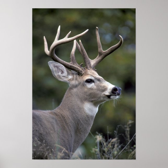 Affiches NA, États-Unis, État de Washington, Cerf à queue b (Devant)