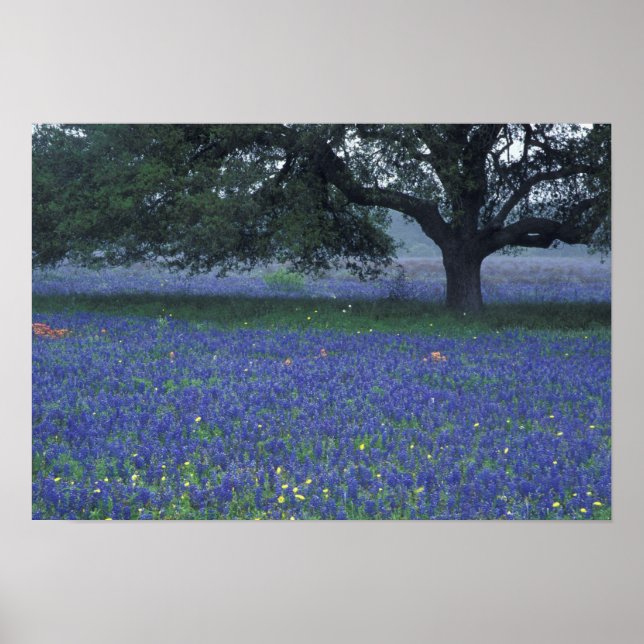 Affiches NA, Texas, Devine, Chêne et bleuets (Devant)