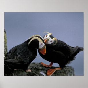 Affiches NA, USA, Alaska, Mer de Béring, Pribilofs. Tufé