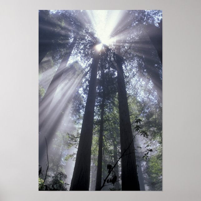 Affiches NA, USA, Californie. État de la côte du Del Norte (Devant)