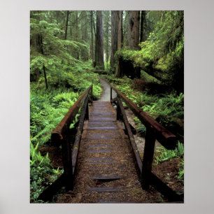 Affiches NA, USA, Californie, Jedidiah Smith Redwoods