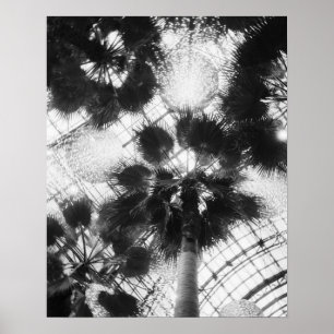 Affiches NA, USA, New York, New York. Palmiers dans