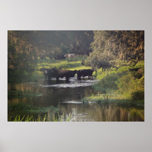 Affiches Nage matinale (Devant)