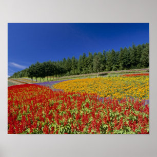 Affiches Nakafurano, Sorachi, Hokkaido, Japon