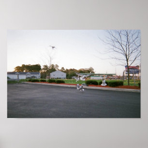 Affiches N'alimentez pas les mouettes