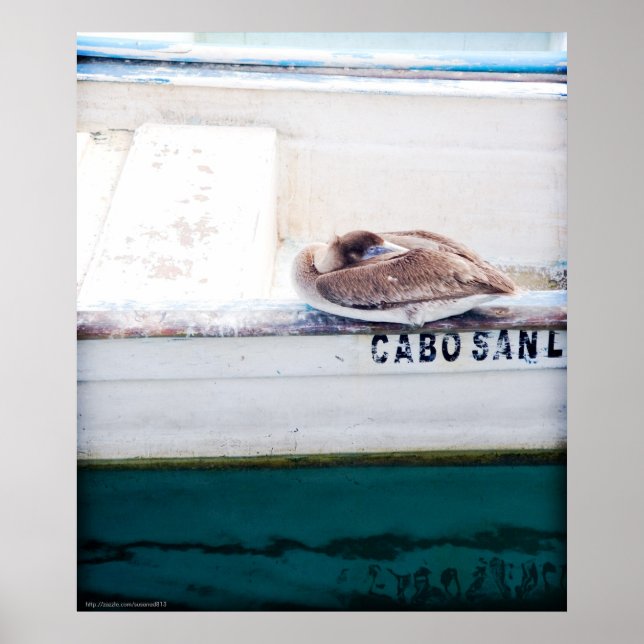 Affiches Napping Pelican (Devant)