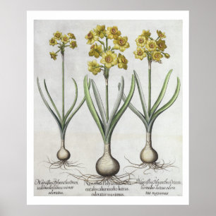 Affiches Narcisses de Tazetta, du 'Hortus l'Eystettensis