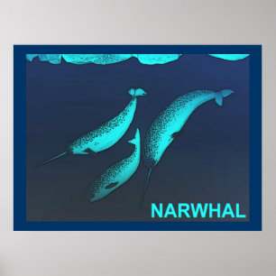 Affiches Narwhal