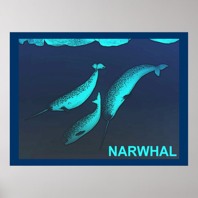Affiches Narwhal (Devant)