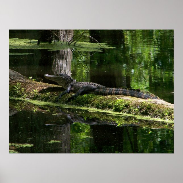 Affiches Natchez Trace Gator (3) (Devant)