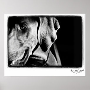 Affiches Nation Weimaraner : "The Grey Ghost" Imprimer