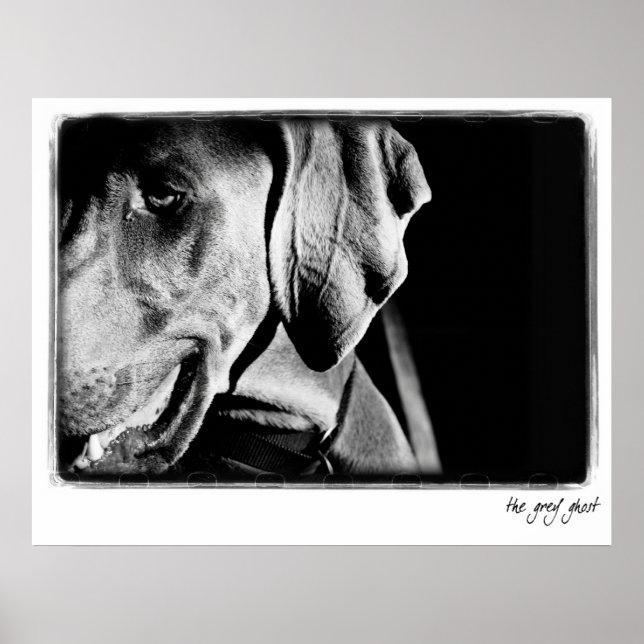 Affiches Nation Weimaraner : "The Grey Ghost" Imprimer (Devant)