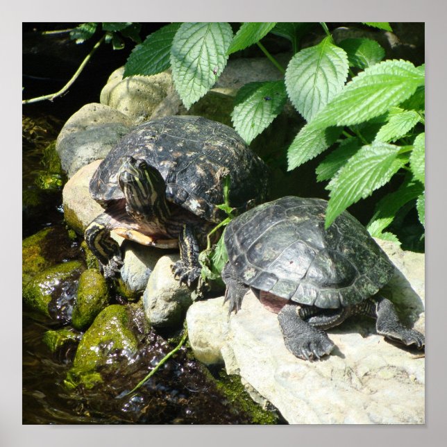 AFFICHES NATURE (Devant)