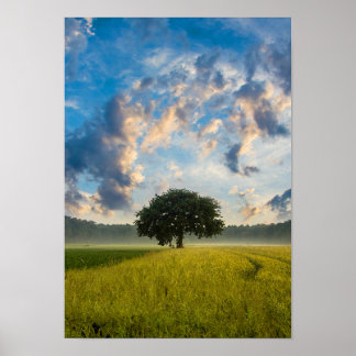 Affiches Nature Arbre vert Herbe Sauvage Ciel bleu été