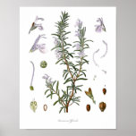 Affiches Nature,botanical print,flower art of Rosemary<br><div class="desc">Beautiful and sharp vintage botanical illustration with Latin name of the flower. Digitally enhanced to finest level,  it can be resize without losing quality.</div>