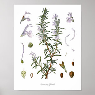 Affiches Nature,botanical print,flower art of Rosemary