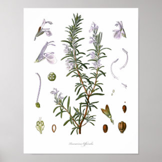 Affiches Nature,botanical print,flower art of Rosemary