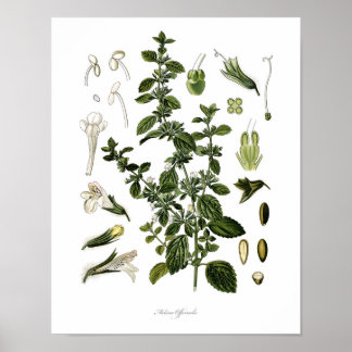 Affiches Nature, imprimé botanique, art floral de Lemon Bal