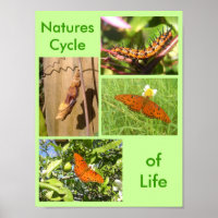 Natures cycle de vie