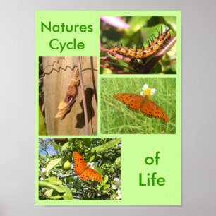 Affiches Natures cycle de vie