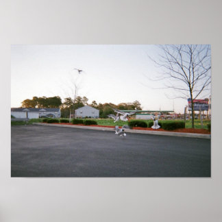 Affiches Ne pas nourrir les mouettes