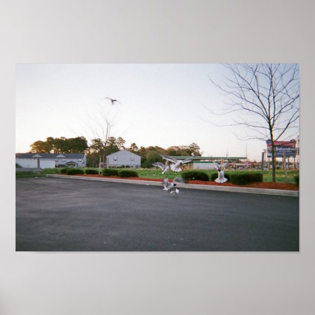 Affiches Ne pas nourrir les mouettes (Devant)