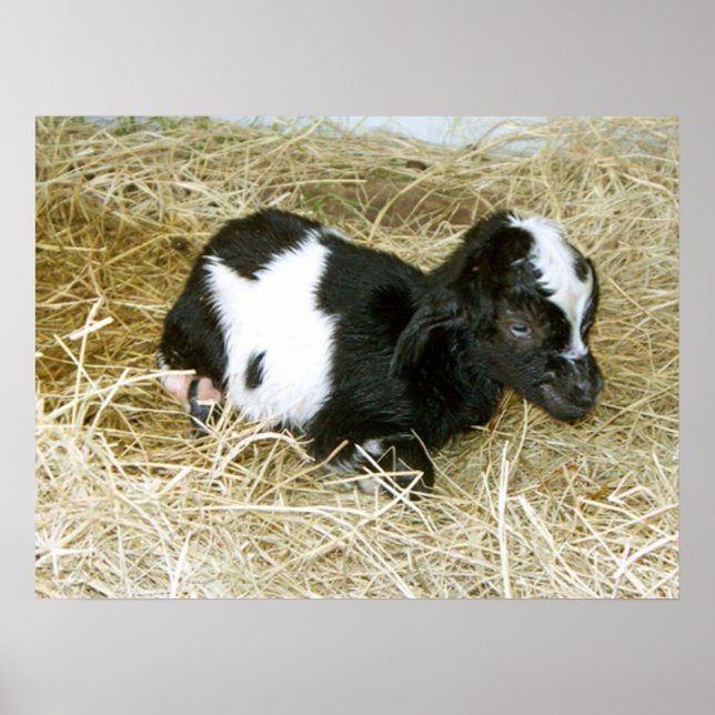 Affiches Né tout juste (Devant)