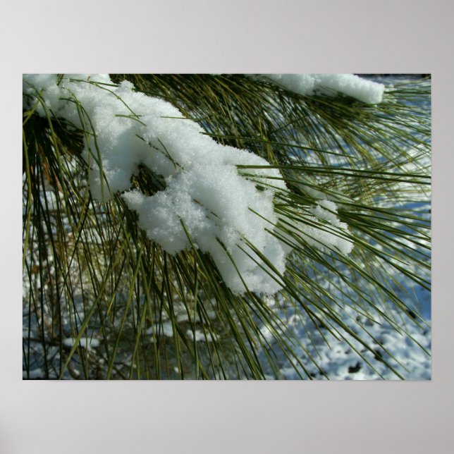 Affiches Neige sur une branche d'arbre à pin (Devant)