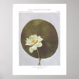 Affiches Nelumbo ou Lotus américains - Nelumbo lutea