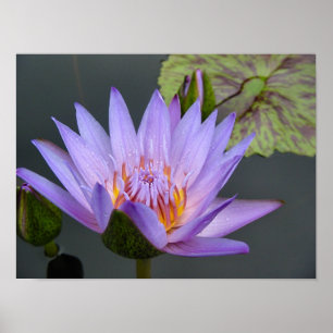 Affiches Nénuphar