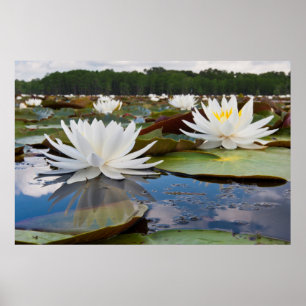 Affiches Nénuphar odorant (Nymphaea Odorata) sur Caddo