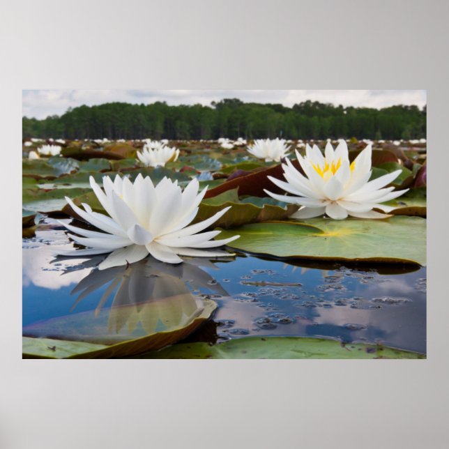 Affiches Nénuphar odorant (Nymphaea Odorata) sur Caddo (Devant)
