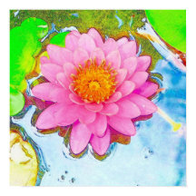 Nénuphar rose