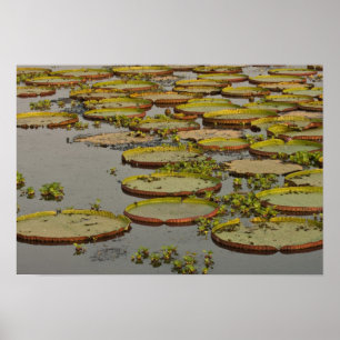 Affiches Nénuphars géants ou Victoria Lilies Victoria amazo