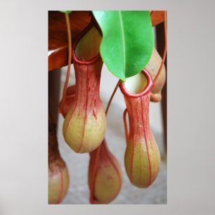 Affiches Nepenthes Dangling