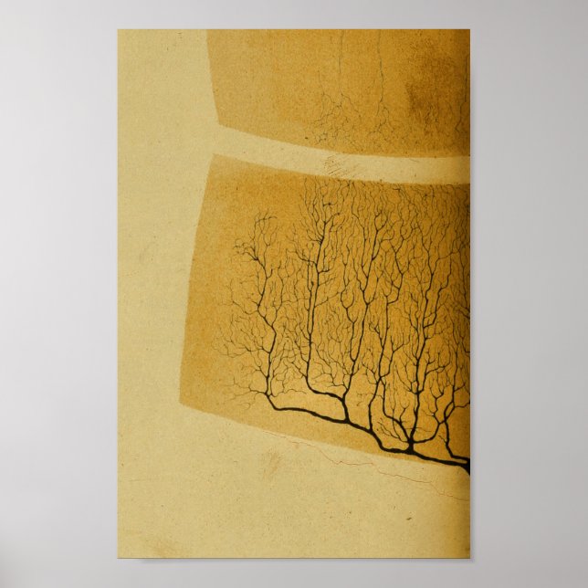 Affiches Nerfs vintages du système nerveux central 1886 (Devant)