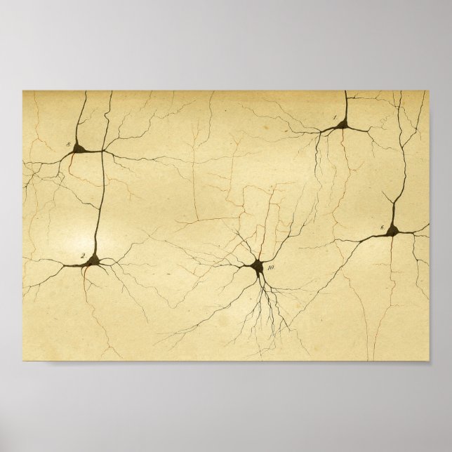 Affiches Nerfs vintages du système nerveux central 1886 (Devant)