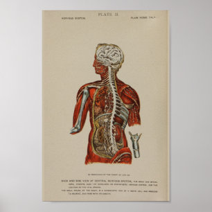 Affiches Nervous System Spinal Cord Nerves Anatomy Print