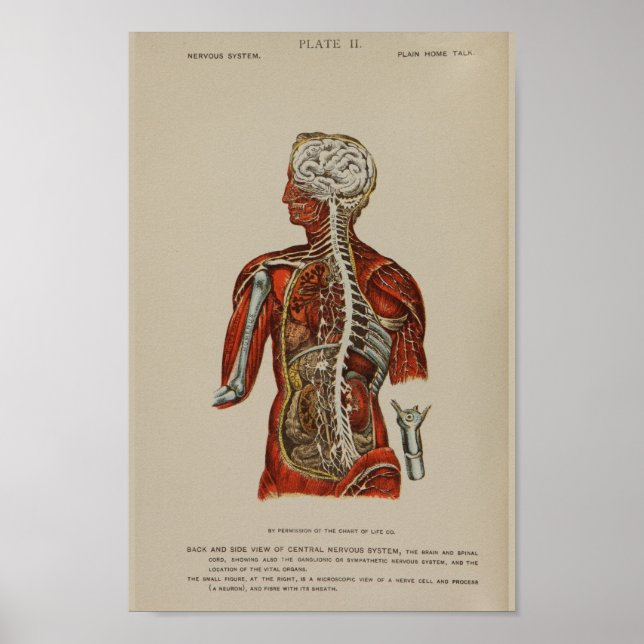 Affiches Nervous System Spinal Cord Nerves Anatomy Print (Devant)