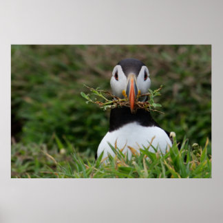 Affiches Nest Builder Puffin