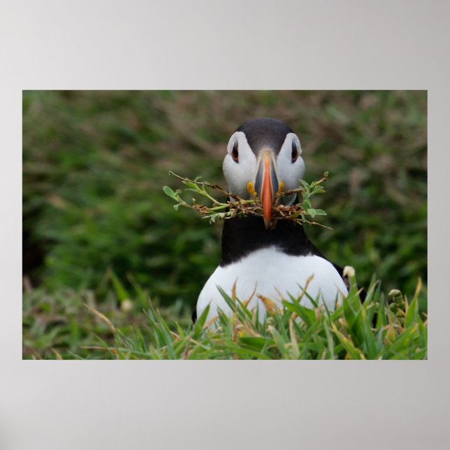Affiches Nest Builder Puffin (Devant)