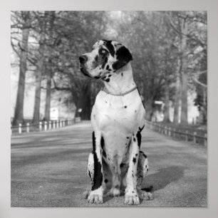 Affiches Nestor noir et blanc