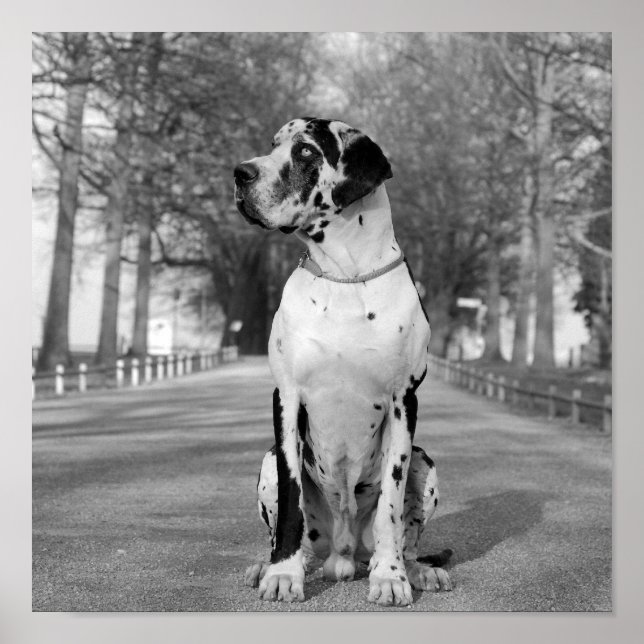 Affiches Nestor noir et blanc (Devant)