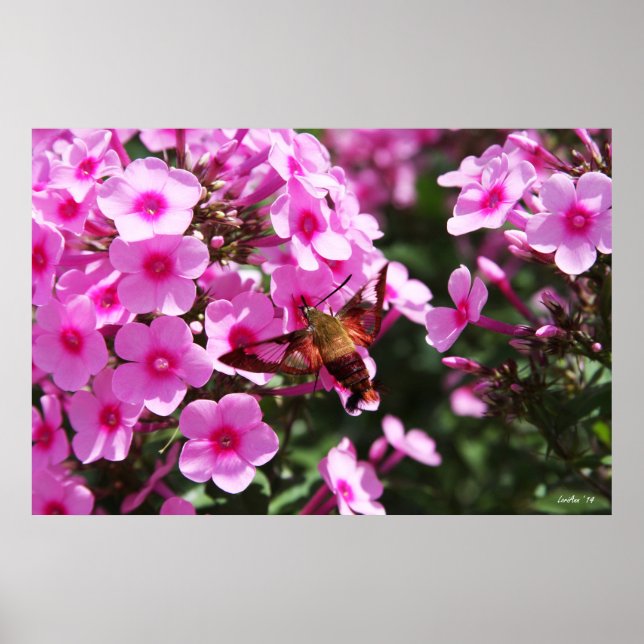 Affiches Nettoyage des colibris et du phlox 2 (Devant)