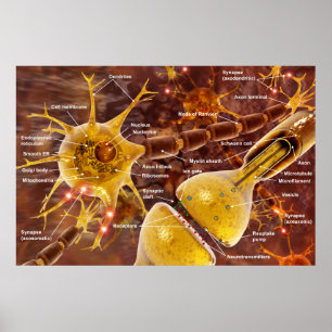 Affiches Neuron