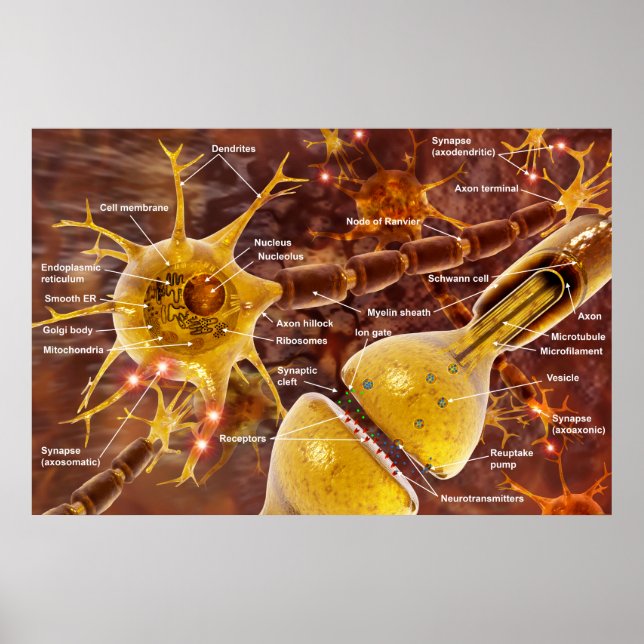 Affiches Neuron (Devant)