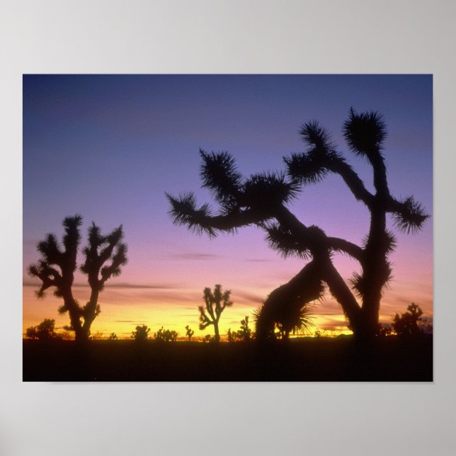 Affiches NEVADA. États-Unis Joshua (Yucca brevifolia) (Devant)