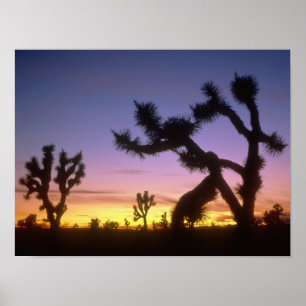 Affiches NEVADA. ÉTATS-UNIS. Yucca brevifolia)