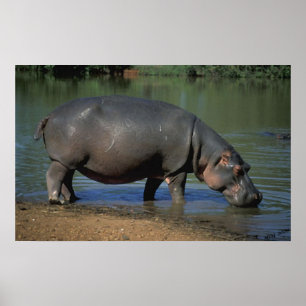 Affiches Nice Long Boisson Hippopotamus Portrait