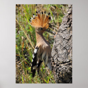 Affiches Nichage de l'alimentation en hoopoe